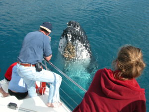 Whale watching Hervey Bay, Fraser Island, Queensland Australia Whale watching Hervey Bay, Fraser Island, Queensland Australia